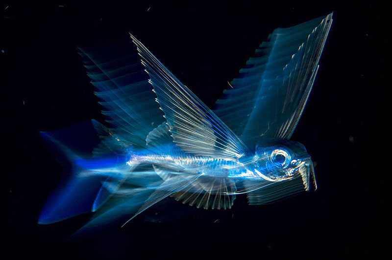 https://www.irenazvitoria.com/wp-content/uploads/2018/10/wpp-18-flyinfish.jpg